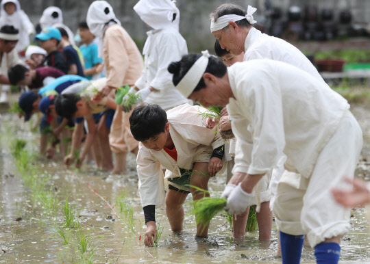 25일 서울 노원구 마들근린공원에서 열린 모내기 체험행사에 참가한 어린이들이모내기를 하고 있다.